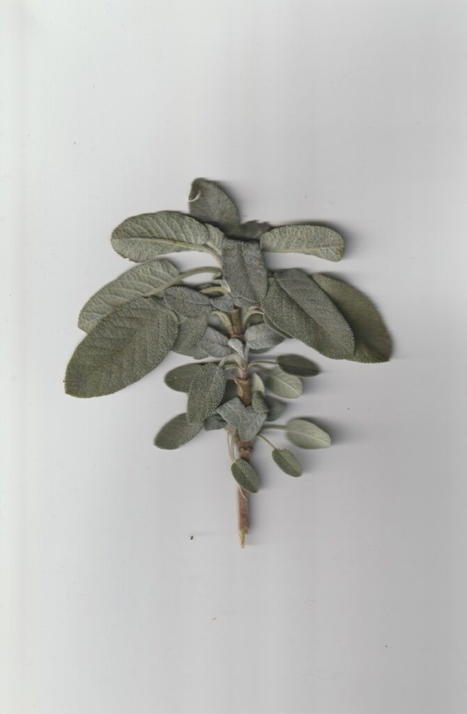 une branche de sauge scanné sur un fond blanc